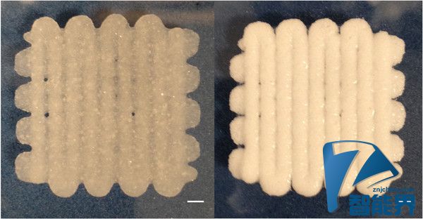 3D打印的“面包”可以用來治療骨科疾病