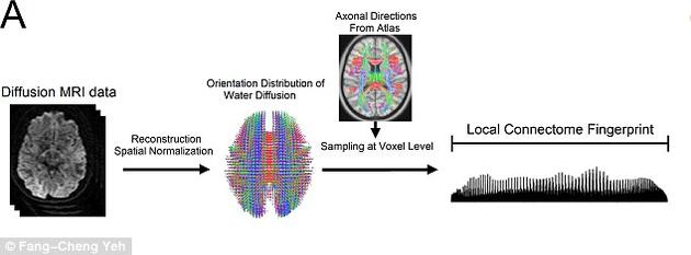 美科學家發現每個人大腦都有專屬“指紋”：可精確識別身份